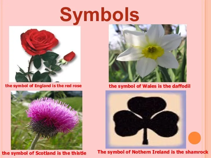 the symbol of England is the red rose the symbol of