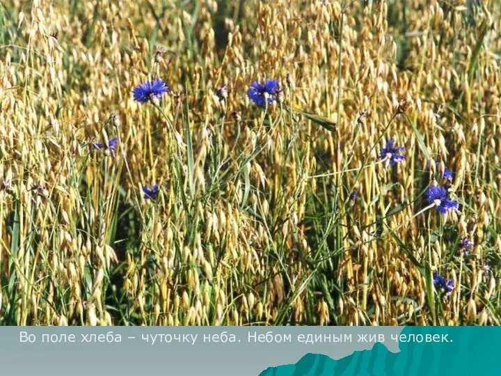 Во поле хлеба – чуточку неба. Небом единым жив человек.