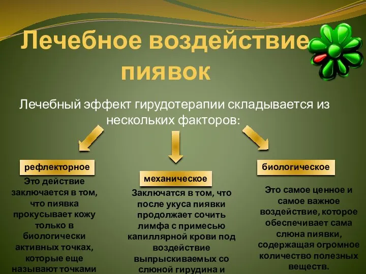 Лечебное воздействие пиявок Лечебный эффект гирудотерапии складывается из нескольких факторов: рефлекторное