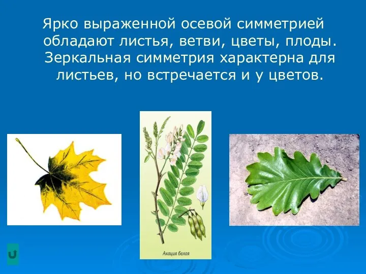 Ярко выраженной осевой симметрией обладают листья, ветви, цветы, плоды. Зеркальная симметрия