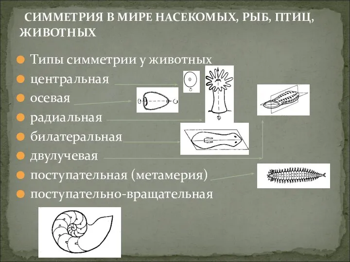 Типы симметрии у животных центральная осевая радиальная билатеральная двулучевая поступательная (метамерия)