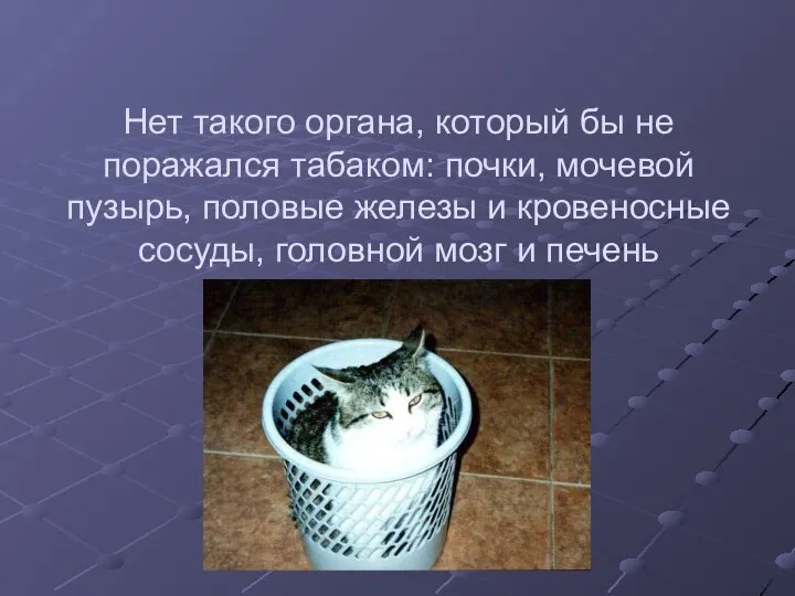 Нет такого органа, который бы не поражался табаком: почки, мочевой пузырь,