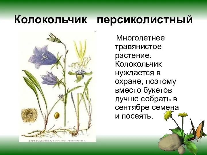 Колокольчик персиколистный Многолетнее травянистое растение. Колокольчик нуждается в охране, поэтому вместо