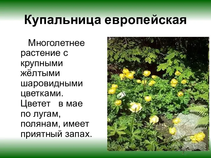 Купальница европейская Многолетнее растение с крупными жёлтыми шаровидными цветками. Цветет в