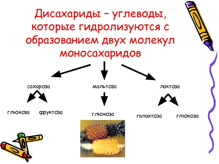 Дисахариды – углеводы, которые гидролизуются с образованием двух молекул моносахаридов сахароза