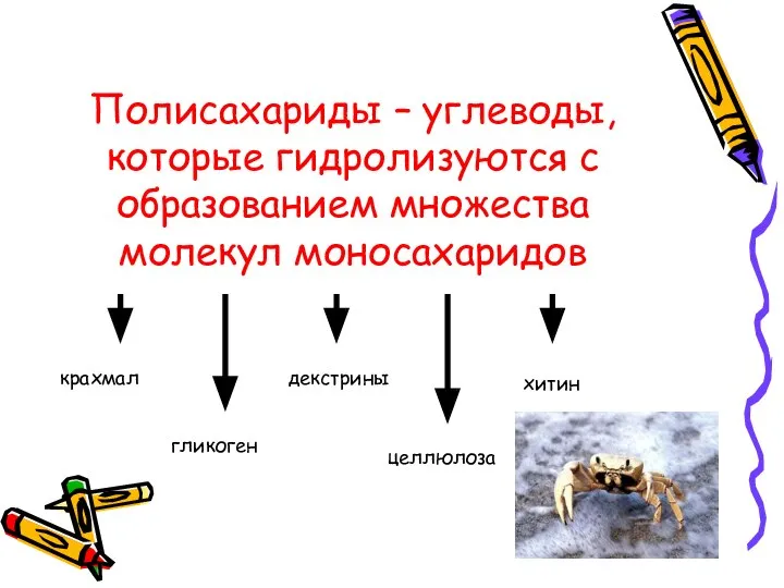 Полисахариды – углеводы, которые гидролизуются с образованием множества молекул моносахаридов хитин крахмал гликоген декстрины целлюлоза