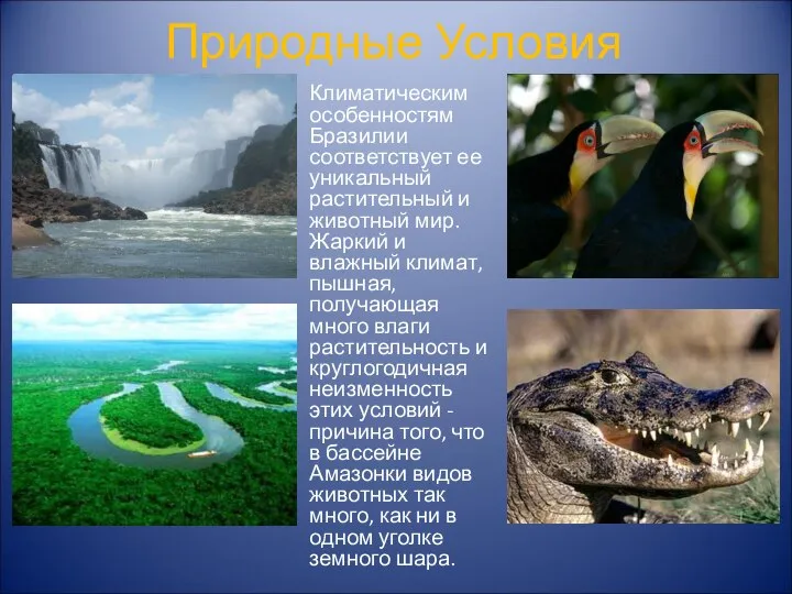 Природные Условия Климатическим особенностям Бразилии соответствует ее уникальный растительный и животный