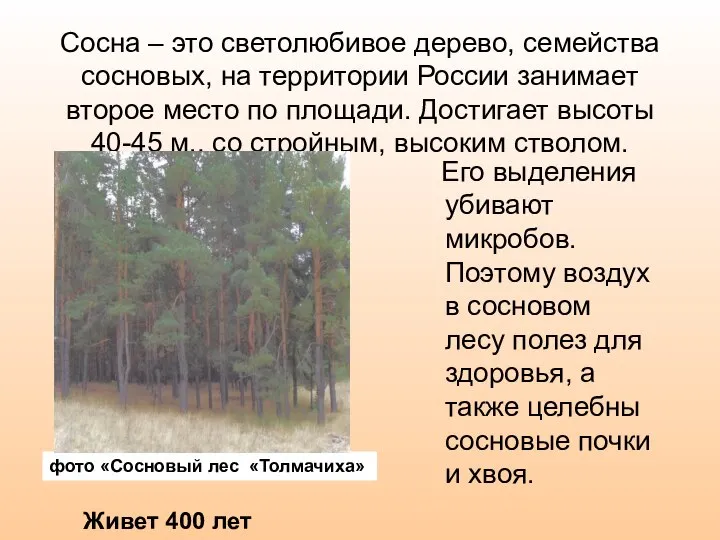 Сосна – это светолюбивое дерево, семейства сосновых, на территории России занимает