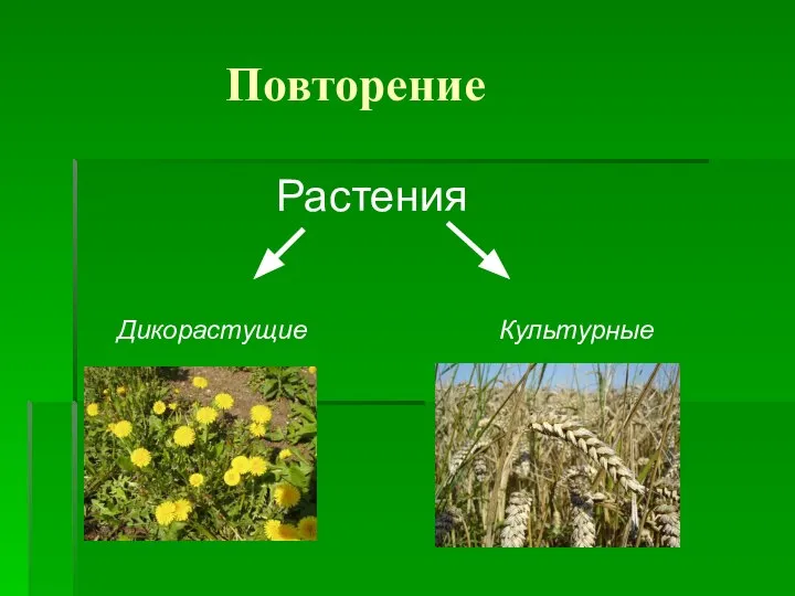 Повторение Растения Дикорастущие Культурные