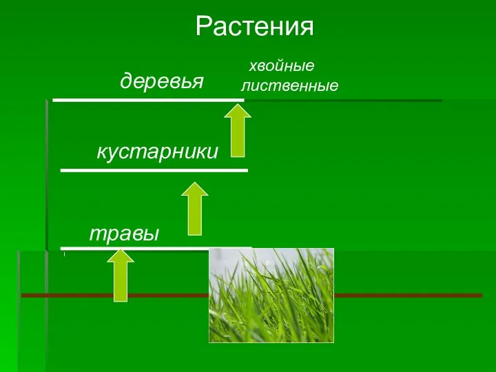 Растения травы кустарники деревья хвойные лиственные