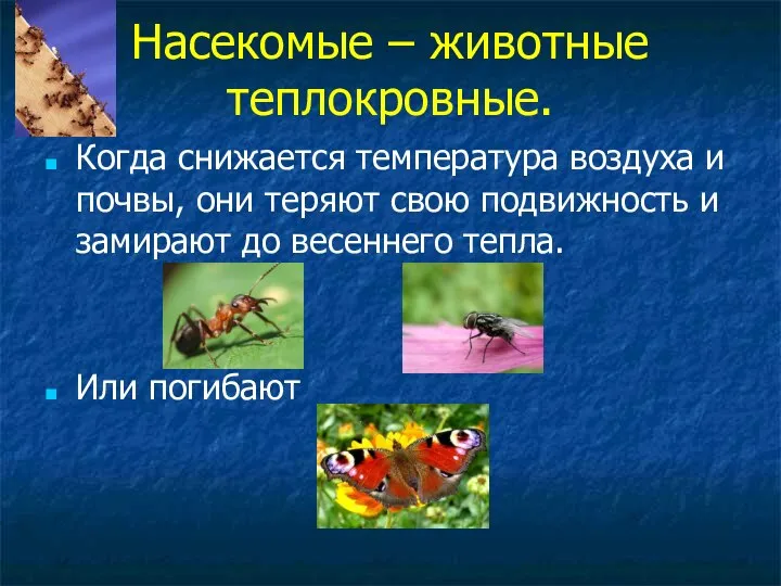 Насекомые – животные теплокровные. Когда снижается температура воздуха и почвы, они