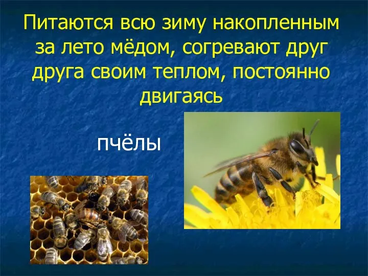 Питаются всю зиму накопленным за лето мёдом, согревают друг друга своим теплом, постоянно двигаясь пчёлы