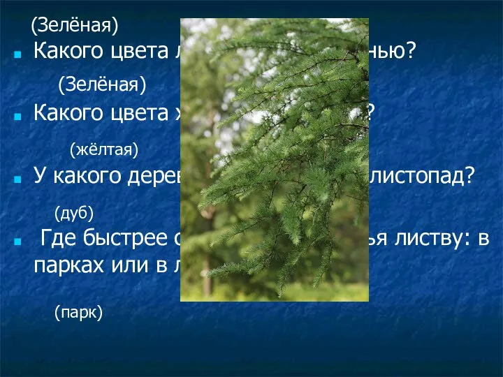 (Зелёная) Какого цвета листва сирени осенью? Какого цвета хвоя лиственницы? У