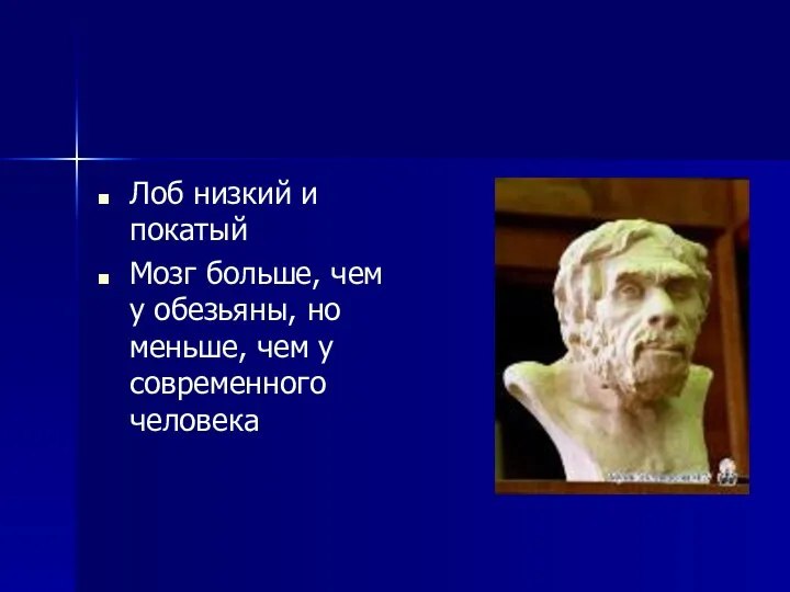 Лоб низкий и покатый Мозг больше, чем у обезьяны, но меньше, чем у современного человека