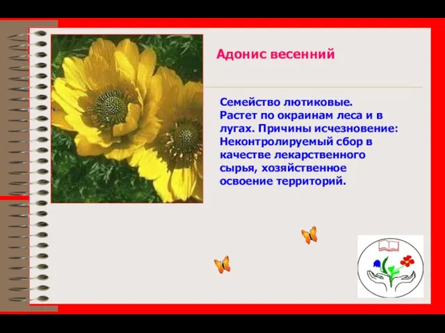 Адонис весенний Семейство лютиковые. Растет по окраинам леса и в лугах.