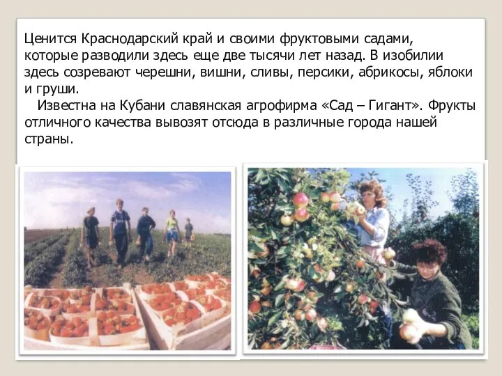 Ценится Краснодарский край и своими фруктовыми садами, которые разводили здесь еще