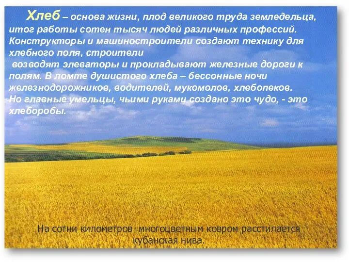 На сотни километров многоцветным ковром расстилается кубанская нива. Хлеб – основа