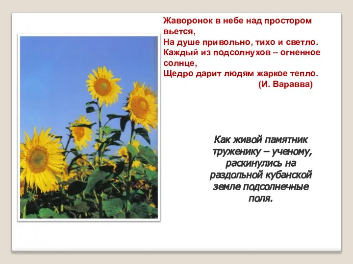 Как живой памятник труженику – ученому, раскинулись на раздольной кубанской земле