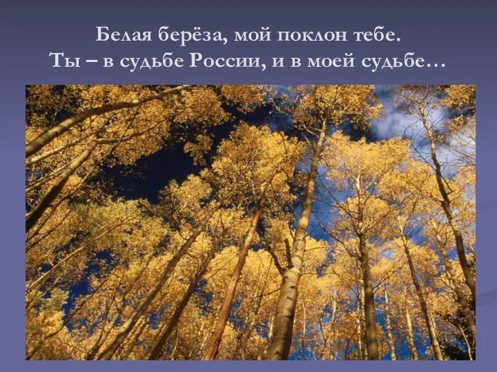 Белая берёза, мой поклон тебе. Ты – в судьбе России, и в моей судьбе…