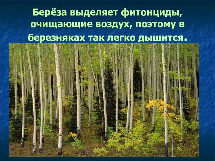 Берёза выделяет фитонциды, очищающие воздух, поэтому в березняках так легко дышится.