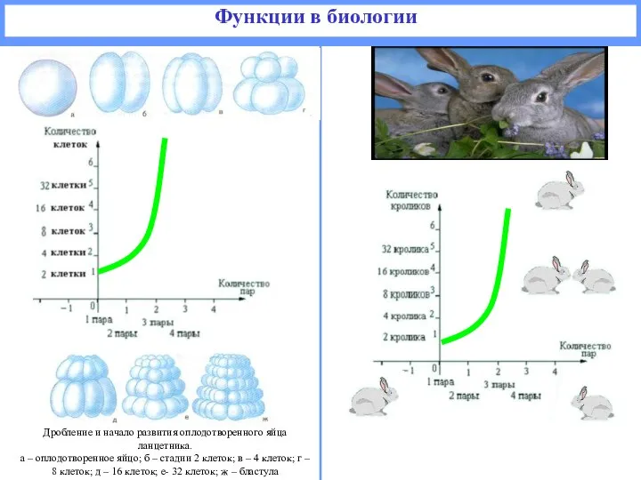 Функции в биологии Дробление и начало развития оплодотворенного яйца ланцетника. а
