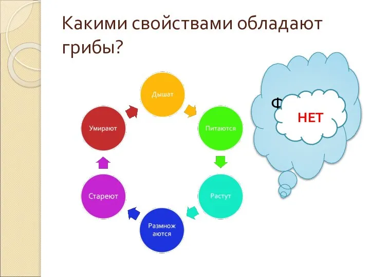 Какими свойствами обладают грибы? Фотосинтез? НЕТ