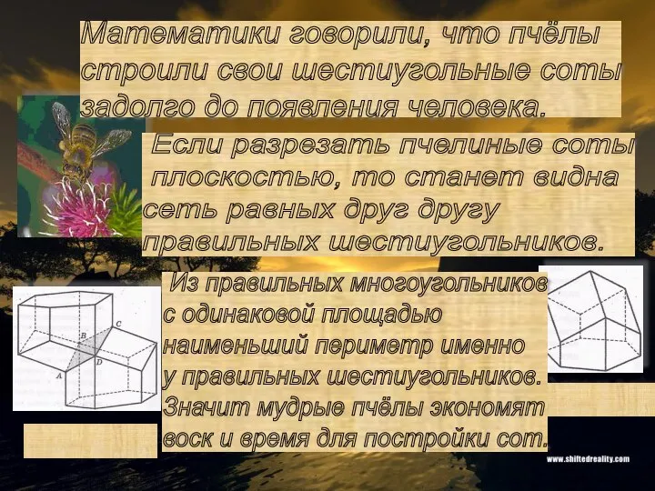 Математики говорили, что пчёлы строили свои шестиугольные соты задолго до появления