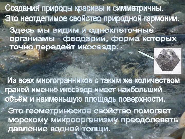 Создания природы красивы и симметричны. Это неотделимое свойство природной гармонии. Здесь