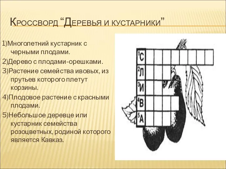 КРОССВОРД “ДЕРЕВЬЯ И КУСТАРНИКИ” 1)Многолетний кустарник с черными плодами. 2)Дерево с