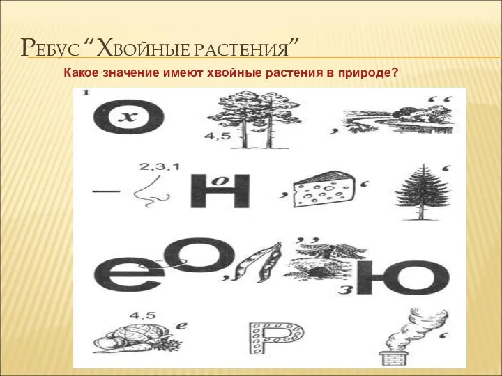 РЕБУС “ХВОЙНЫЕ РАСТЕНИЯ” Какое значение имеют хвойные растения в природе?