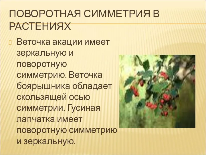 ПОВОРОТНАЯ СИММЕТРИЯ В РАСТЕНИЯХ Веточка акации имеет зеркальную и поворотную симметрию.