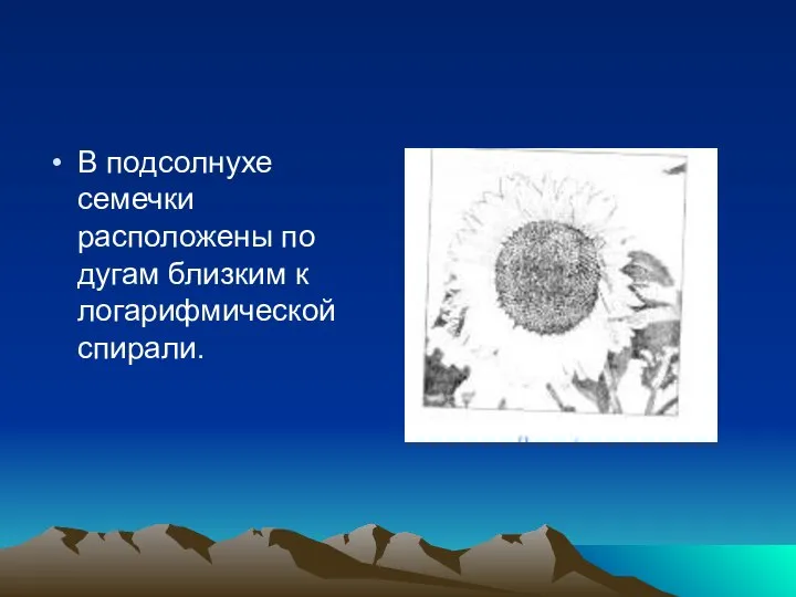 В подсолнухе семечки расположены по дугам близким к логарифмической спирали.