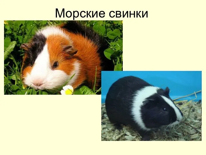 Морские свинки