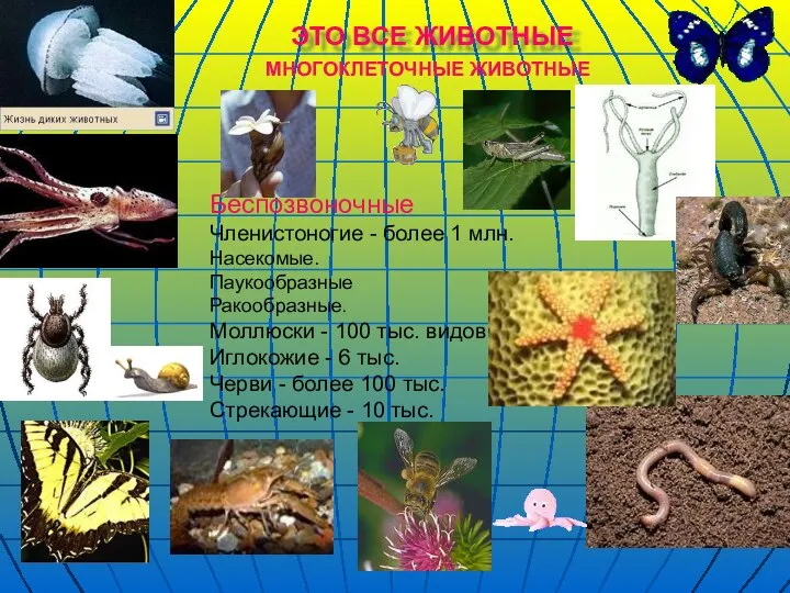 ЭТО ВСЕ ЖИВОТНЫЕ Беспозвоночные Членистоногие - более 1 млн. Насекомые. Паукообразные