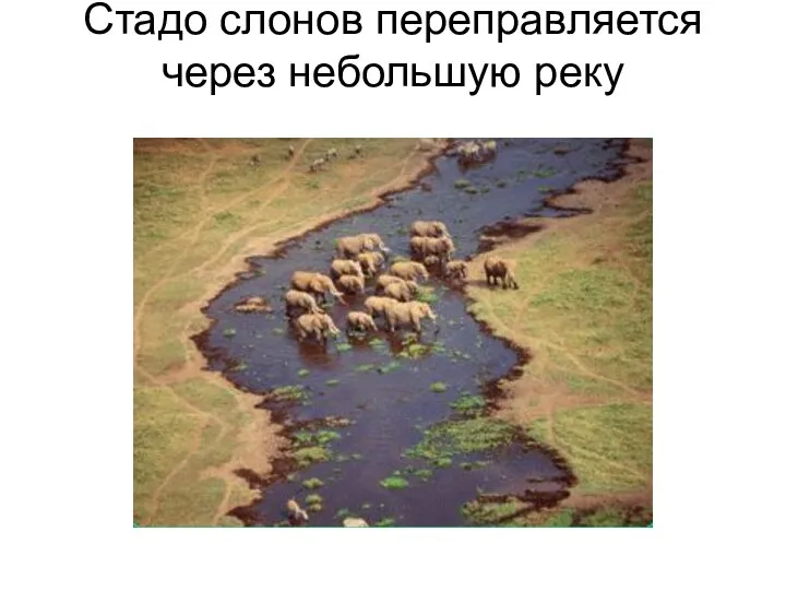 Стадо слонов переправляется через небольшую реку
