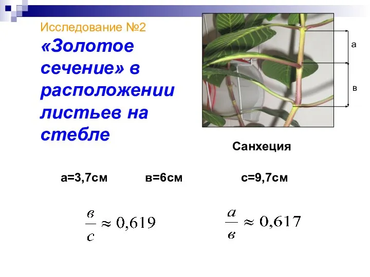 Исследование №2 «Золотое сечение» в расположении листьев на стебле а в а=3,7см в=6см с=9,7см Санхеция
