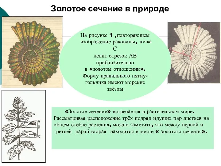 Золотое сечение в природе «Золотое сечение» встречается в растительном мире. Рассматривая