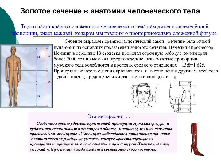 Золотое сечение в анатомии человеческого тела Сечение выражает среднестатистический закон :