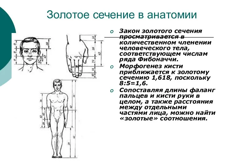 Золотое сечение в анатомии Закон золотого сечения просматривается в количественном членении