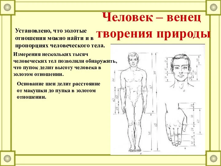 Установлено, что золотые отношения можно найти и в пропорциях человеческого тела.