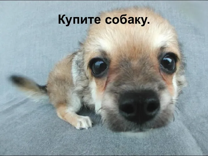 Купите собаку.