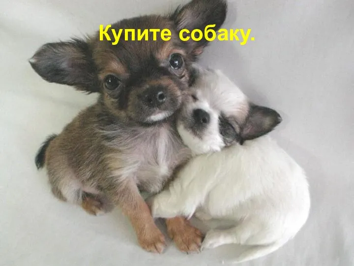 Купите собаку.