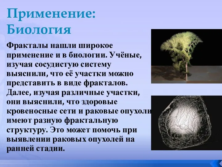 Применение: Биология Фракталы нашли широкое применение и в биологии. Учёные, изучая