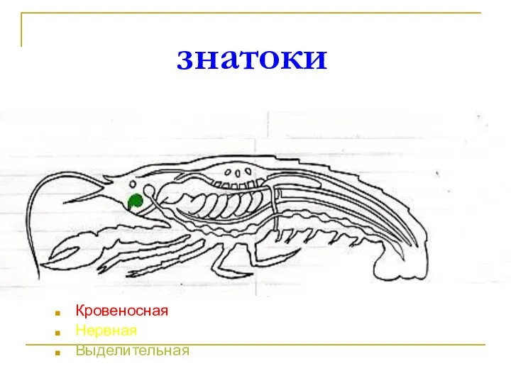 знатоки Кровеносная Нервная Выделительная