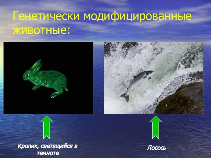 Генетически модифицированные животные: Кролик, светящийся в темноте Лосось