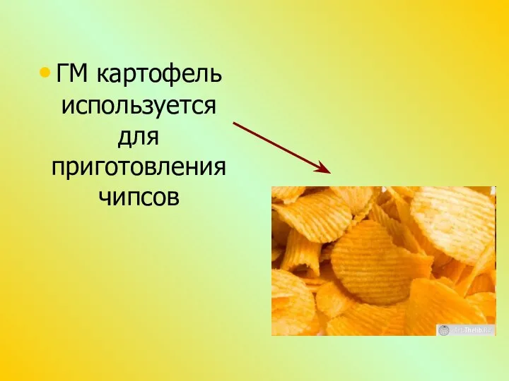 ГМ картофель используется для приготовления чипсов