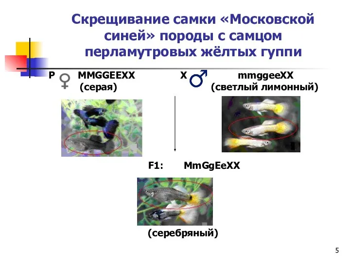 Скрещивание самки «Московской синей» породы с самцом перламутровых жёлтых гуппи Р