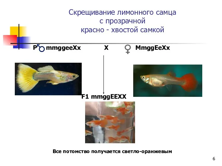 Скрещивание лимонного самца с прозрачной красно - хвостой самкой Р mmggeeXx