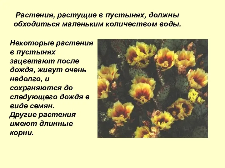 Растения, растущие в пустынях, должны обходиться маленьким количеством воды. Некоторые растения