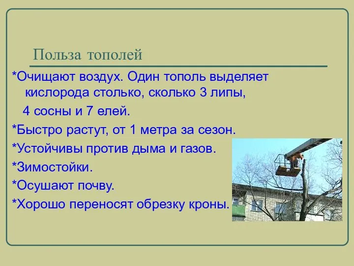 Польза тополей *Очищают воздух. Один тополь выделяет кислорода столько, сколько 3